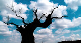 Silueta del tronco de un viejo olivo muerto en España. Imagen en blanco, negro de la silueta del en un fondo compuesto del cielo azul con nubes blancas.