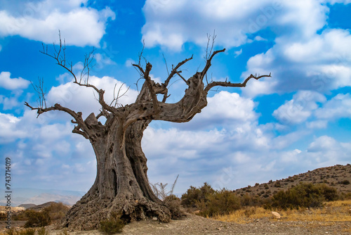 Silueta del tronco de un viejo olivo muerto en España. Imagen de la silueta del árbol con un fondo compuesto del cielo azul con nubes blancas.