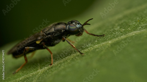 Black and yellow insect, Fly Sierra del Sen del Campo Adurgoa gonagra