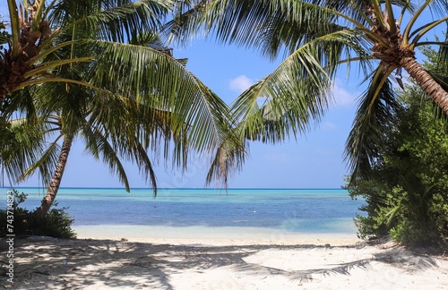 Palm trees on the beautiful beaches of the Maldives in the Indian Ocean.