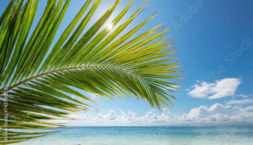 tropical palm leaf against blue sky