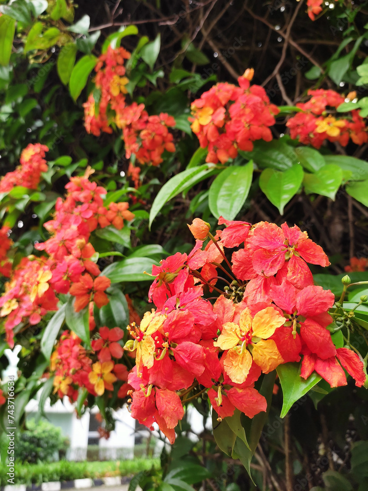 The Red Trailing Bauhinia (Bauhinia coccinea), also known as Bunga Merak in Bahasa, features peacock-tail-shaped flowers in yellow and orange hues. It's a popular ornamental plant in Indonesia. The Red Trailing Bauhinia (Bauhinia coccinea), also known as Bunga Merak in Bahasa, features peacock-tail-shaped flowers in yellow and orange hues. It's a popular ornamental plant in Indonesia.