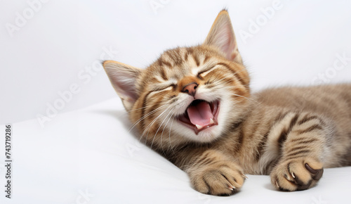 Adorable Tabby Kitten Yawning on Blue Background