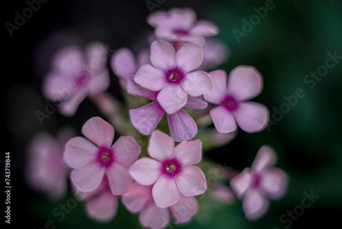 Purple Star Flowers © Jesse