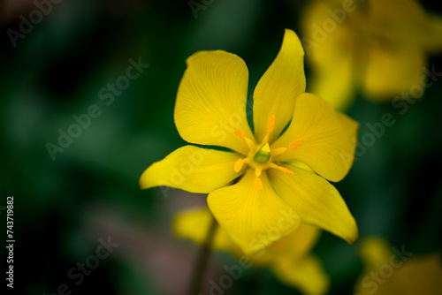 Yellow Star Flower Bokeh