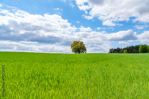 Green field and sky with tree