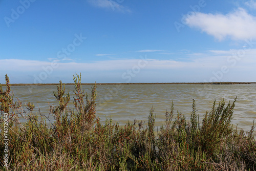 Landscape in the Camargue National Preserve  the Vaccar  s Pond. Arles  Provence  France. Water  flamingoes  blue sky.  Samphire  sea asparagus  glasswort  pickleweed in the foreground.