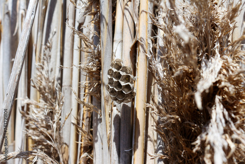 wasp's nest in a wall made of Arundo donax, also called giant cane, elephant grass, carrizo, arundo, Spanish cane, Colorado river reed, wild cane, and giant reed. Arles, Provence, France. photo