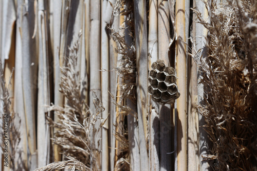 wasp's nest in a wall made of Arundo donax, also called giant cane, elephant grass, carrizo, arundo, Spanish cane, Colorado river reed, wild cane, and giant reed. Arles, Provence, France. photo