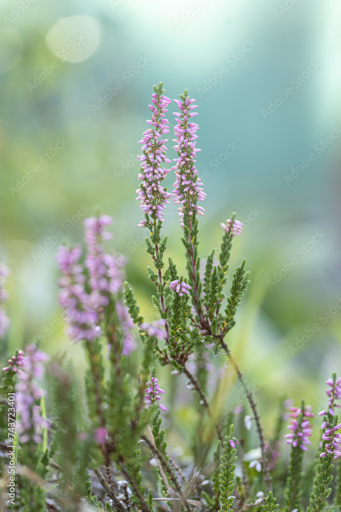 Close-up of heathers, Calluna Vulgaris, in pink, taken with a macro lens. Calluna Vulgaris is also called ling, and produces very delicious honey. Close-up of heathers, Calluna Vulgaris, in pink, taken with a macro lens. Calluna Vulgaris is also called ling, and produces very delicious honey.