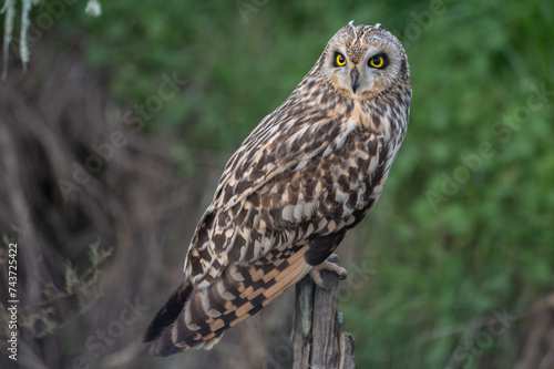 Asio flammeus - Short-eared Owl - Hibou des marais - Hibou brachyote