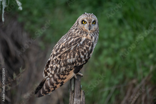 Asio flammeus - Short-eared Owl - Hibou des marais - Hibou brachyote © Thomas