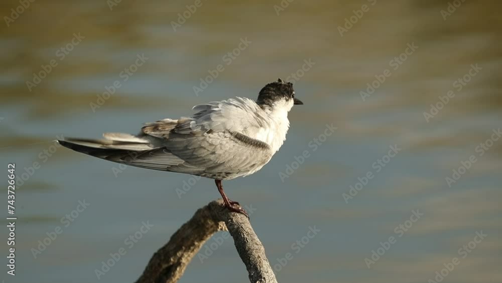 Gull-billed Tern at its favorite perch inside a natural lagoon on a winter day with the last light of the afternoon Gull-billed Tern at its favorite perch inside a natural lagoon on a winter day with the last light of the afternoon