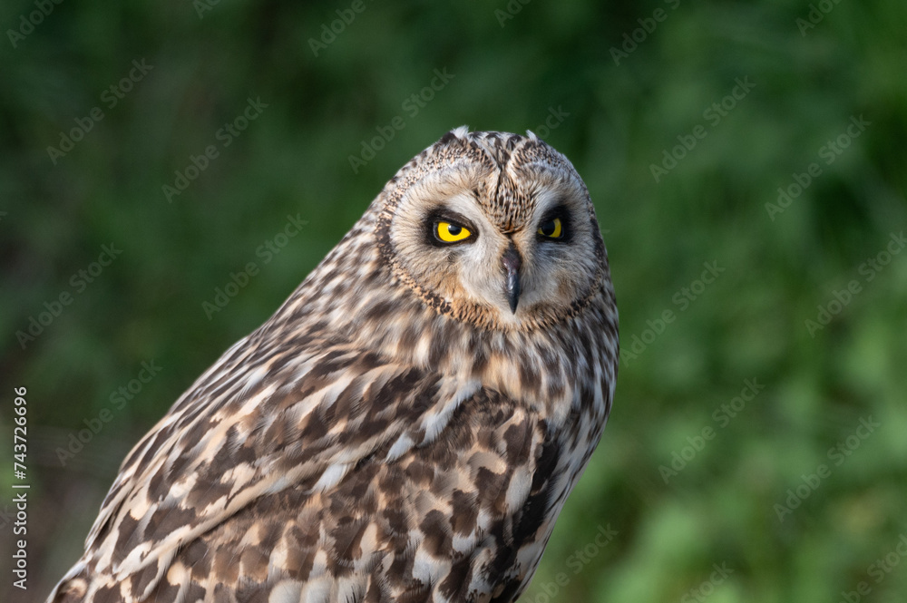 Asio flammeus - Short-eared Owl - Hibou des marais - Hibou brachyote