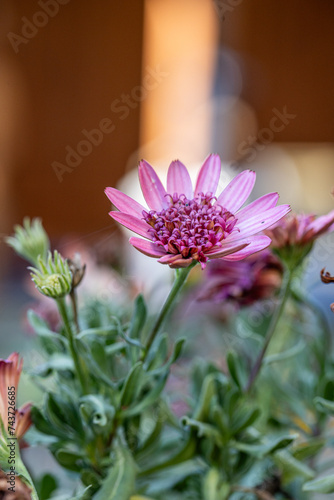 Purple flower in the garden. Osteospermum fruticosum, light pink flowers with dark purple center and orange pollen. barberiae Cape daisy bush. African moon is flowering plant of the Asteraceae family. photo