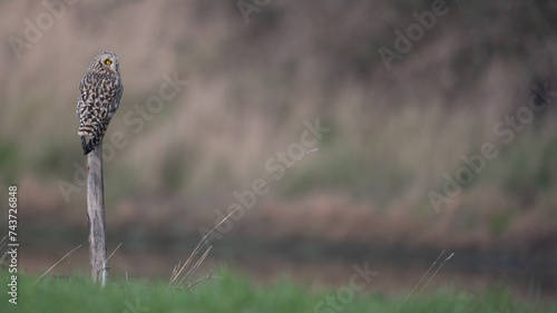 Fotografija Asio flammeus - Short-eared Owl - Hibou des marais - Hibou brachyote