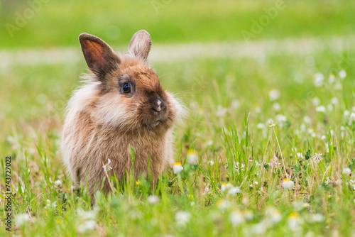 Hase sitzt im Gras photo