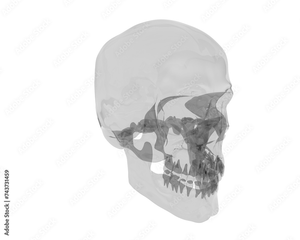 Obraz premium Skull isolated on background. 3d rendering - illustration