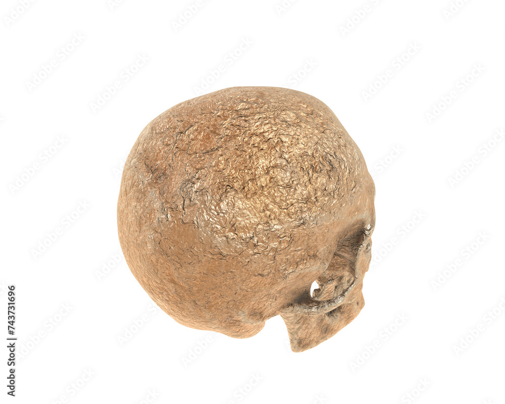 Fototapeta premium Skull isolated on background. 3d rendering - illustration