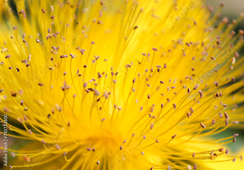 Abstract macro of a blooming flower of Hypericum calycinum, also called Rose-of-Sharon, Aaron's beard, great St-John's wort, creeping St. John's wort and Jerusalem star. photo