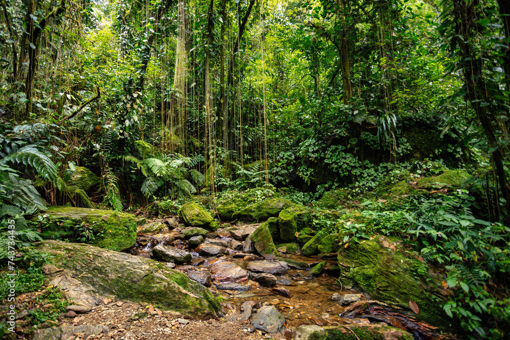 Small river in jungle. Hard trek to hidden ancient ruins of Tayrona civilization Ciudad Perdida in Colombian jungle. Santa Marta, Sierra Nevada mountains, Colombia wilderness landscape. Small river in jungle. Hard trek to hidden ancient ruins of Tayrona civilization Ciudad Perdida in Colombian jungle. Santa Marta, Sierra Nevada mountains, Colombia wilderness landscape.