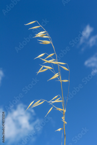 Abstract composition with just a thin yellow stem of dry herb with blue sky as a background.