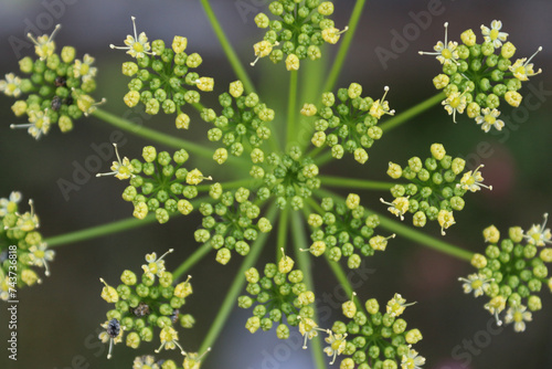 Close-up flowers of Parsley, or garden parsley, Petroselinum crispum, a species of flowering plant in the family Apiaceae. Burgundy, France. Top view, shot from above. Creative and artistic.