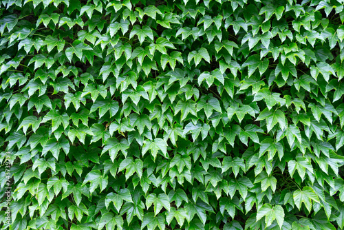 Beautiful composition with green ivy leaves covering a wall. Makes a nice abstraction. photo