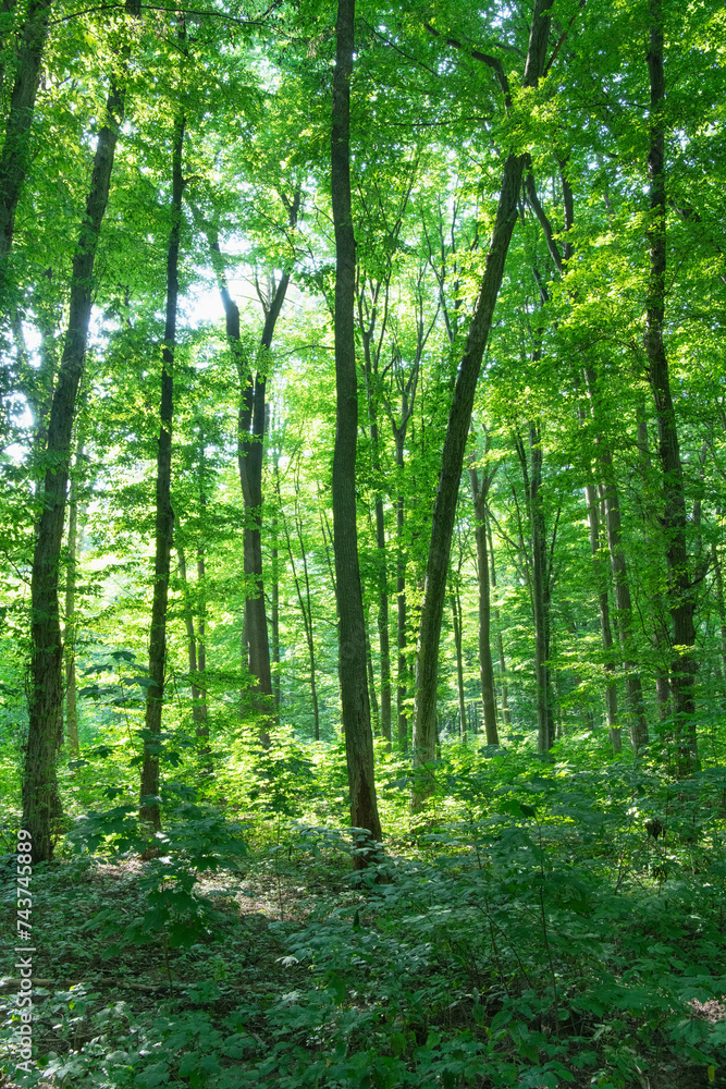 Sunlight in the green forest, spring time Sunlight in the green forest, spring time