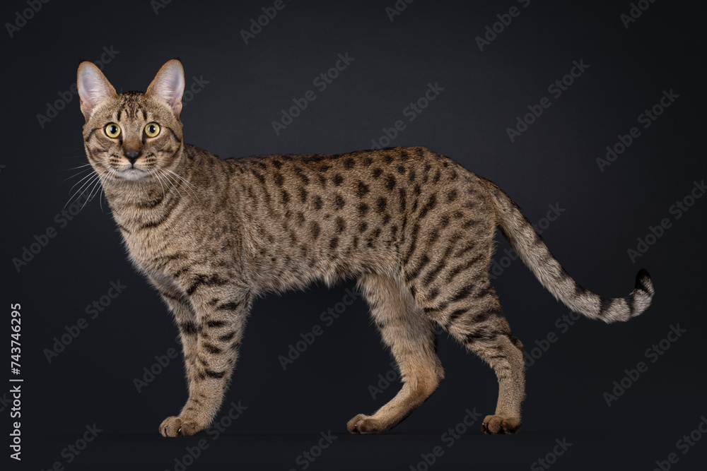 Elegant Savannah cat, standing side ways. Looking straight to camera. Isolated portrait on black background.