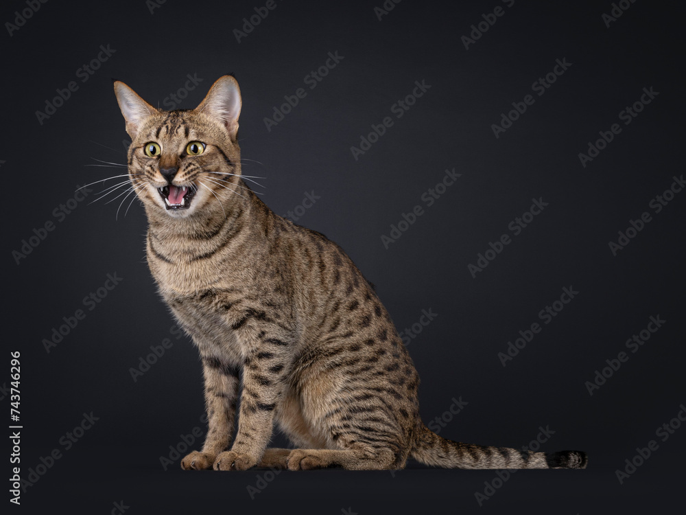 Obraz premium Funny picture of cool Savannah cat, sitting side ways Looking very surprised with mouth wide open beside the camera. Isolated portrait on black background.