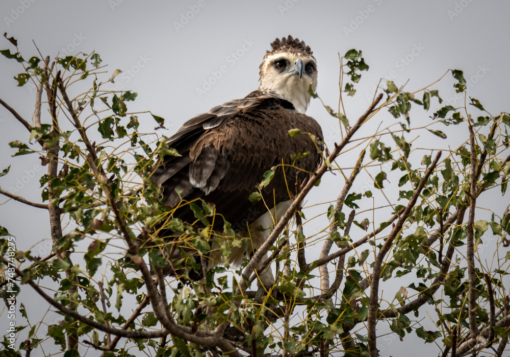 martial eagle, Polemaetus bellicosus, is a large eagle native to sub-Saharan Africa. martial eagle, Polemaetus bellicosus, is a large eagle native to sub-Saharan Africa.