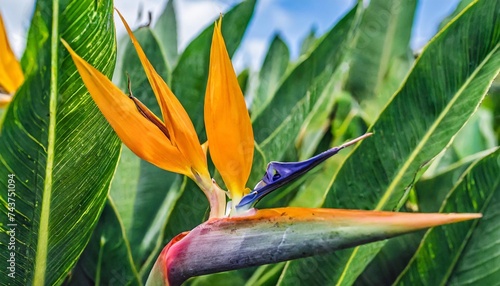 tropical flower closeup of bird of paradise or strelitzia reginae blooming on green leaves background