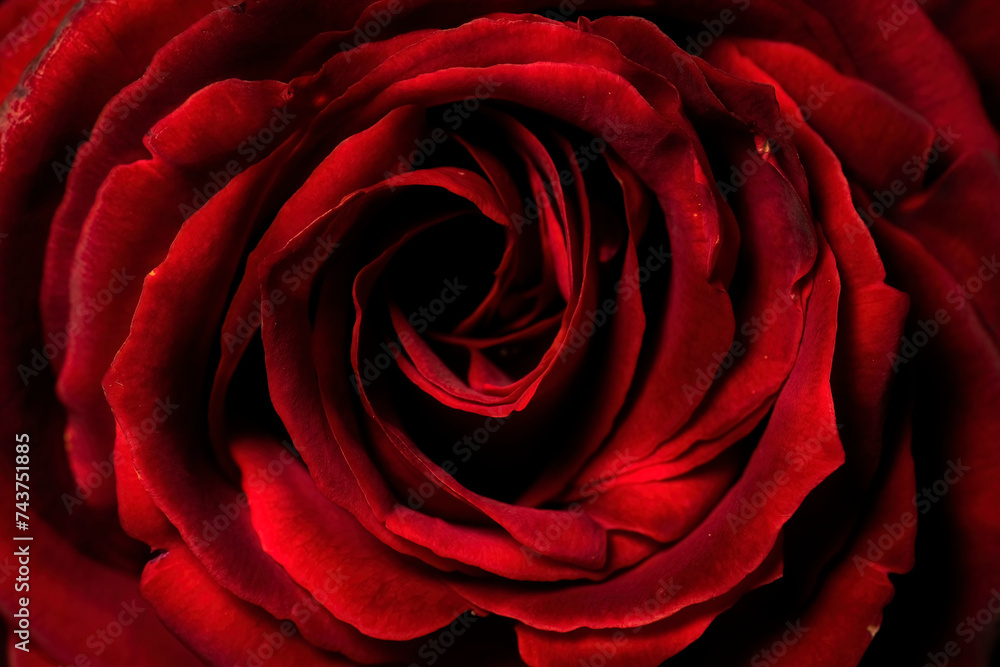 Macro shot of a deep red rose displaying its intricate petal arrangement and velvety texture Macro shot of a deep red rose displaying its intricate petal arrangement and velvety texture