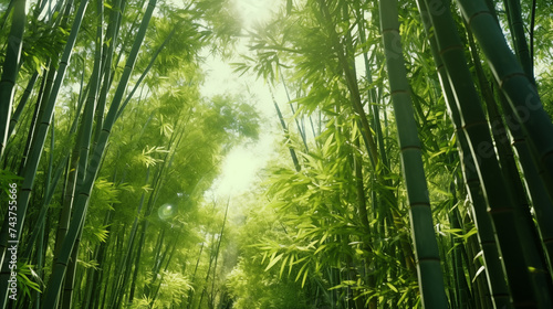 green bamboo forest