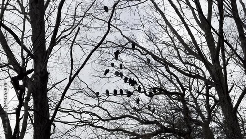 Turkey vultures flapping wings and perching in a tree with barren branches photo