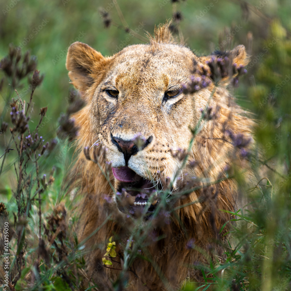 Fototapeta premium young male lion portrait