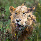 young male lion portrait