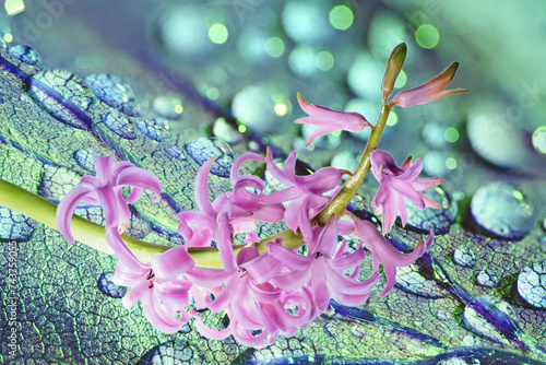 A Delicte Pink Flower Hyacinth Stem Against an Art Wet Leaf Green Background photo