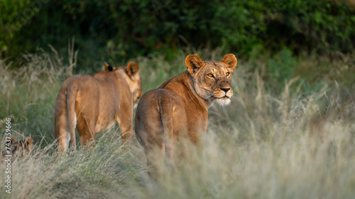 lion family in Samburu, Kenya