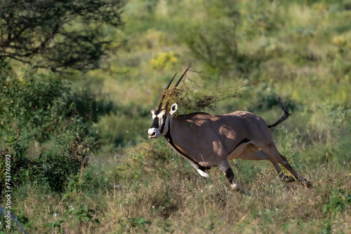 Fototapeta Naklejka Na Ścianę i Meble -  endangered beisa oryx in Samburu Kenya