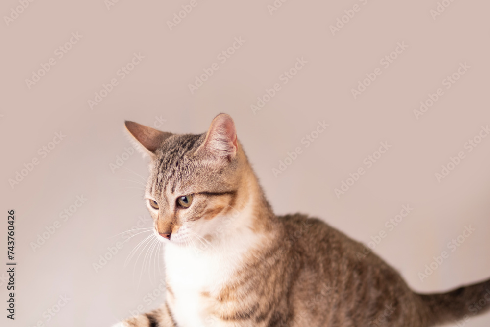 Obraz premium Gato europeo