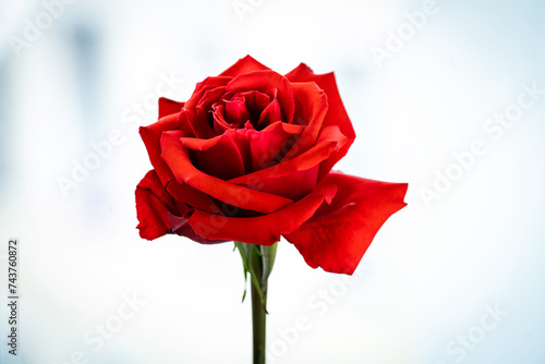 bright red rose on a stem close-up on a light background