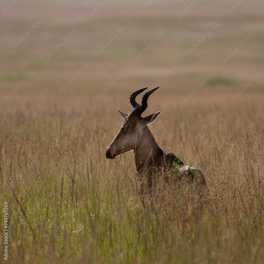 Fototapeta premium hartebeest in wild