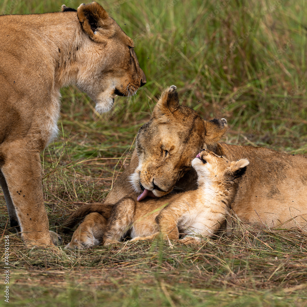 Fototapeta premium group of lions in maasai mara, Kenya