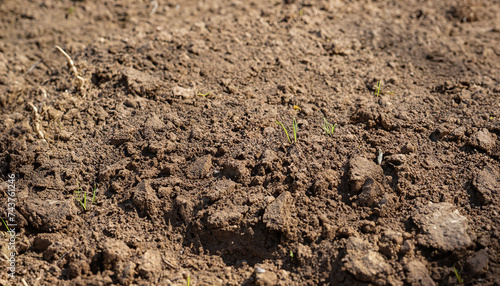 Dry agricultural brown soil detail natural background; selective focus, space for text
