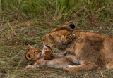 group of lions in maasai mara, Kenya
