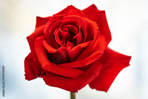 bright red rose closeup on a light background
