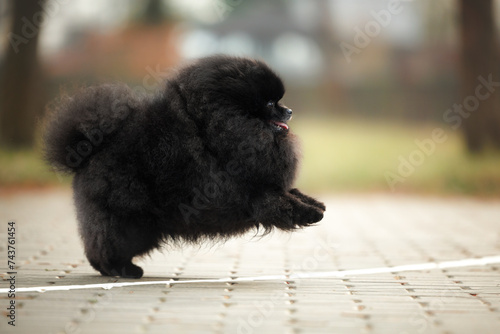 happy black pomeranian spitz dog running in the park