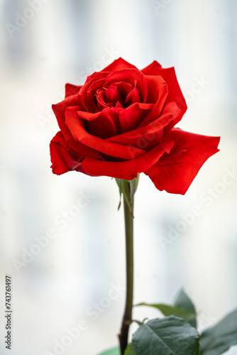 red rose and green leaves closeup on a light background
